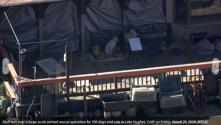 Save America🐺💔 🇺🇸 💪🦅⌛️🙏 Save America tweet media