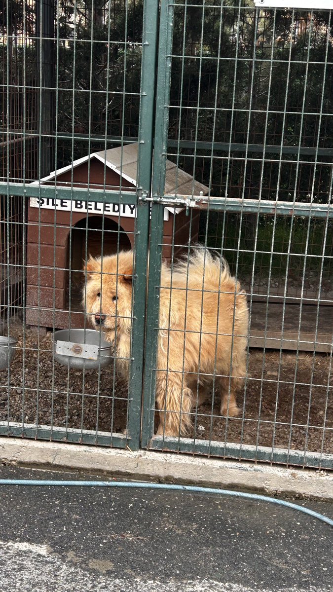 🐶 Bella&Simba 🦁 tweet media