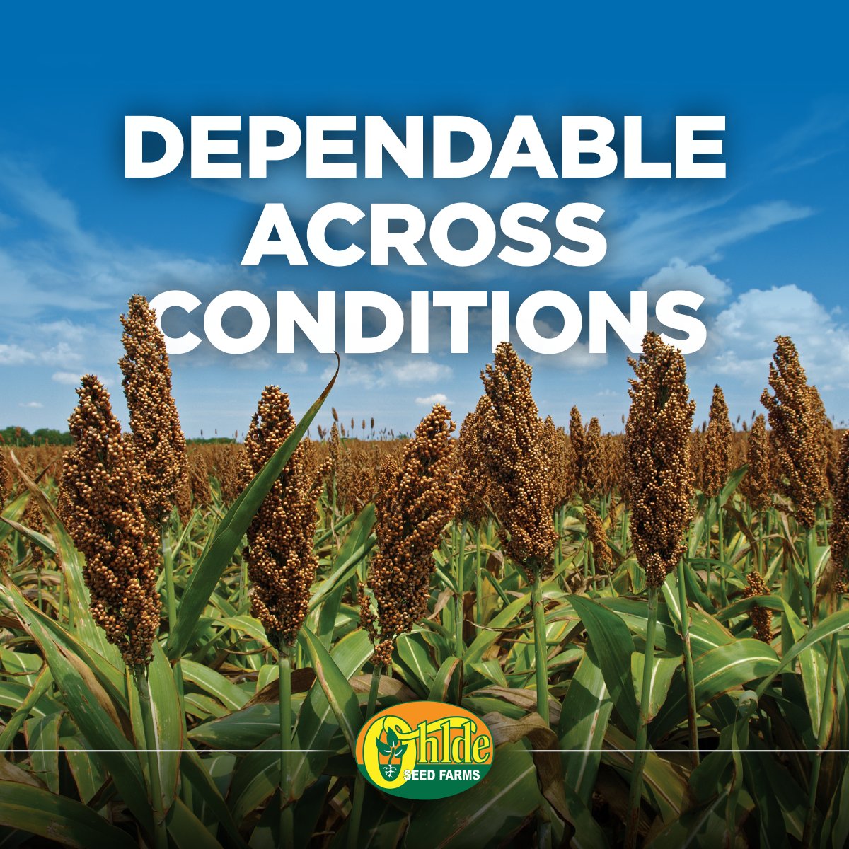 Ohlde Seed tweet media