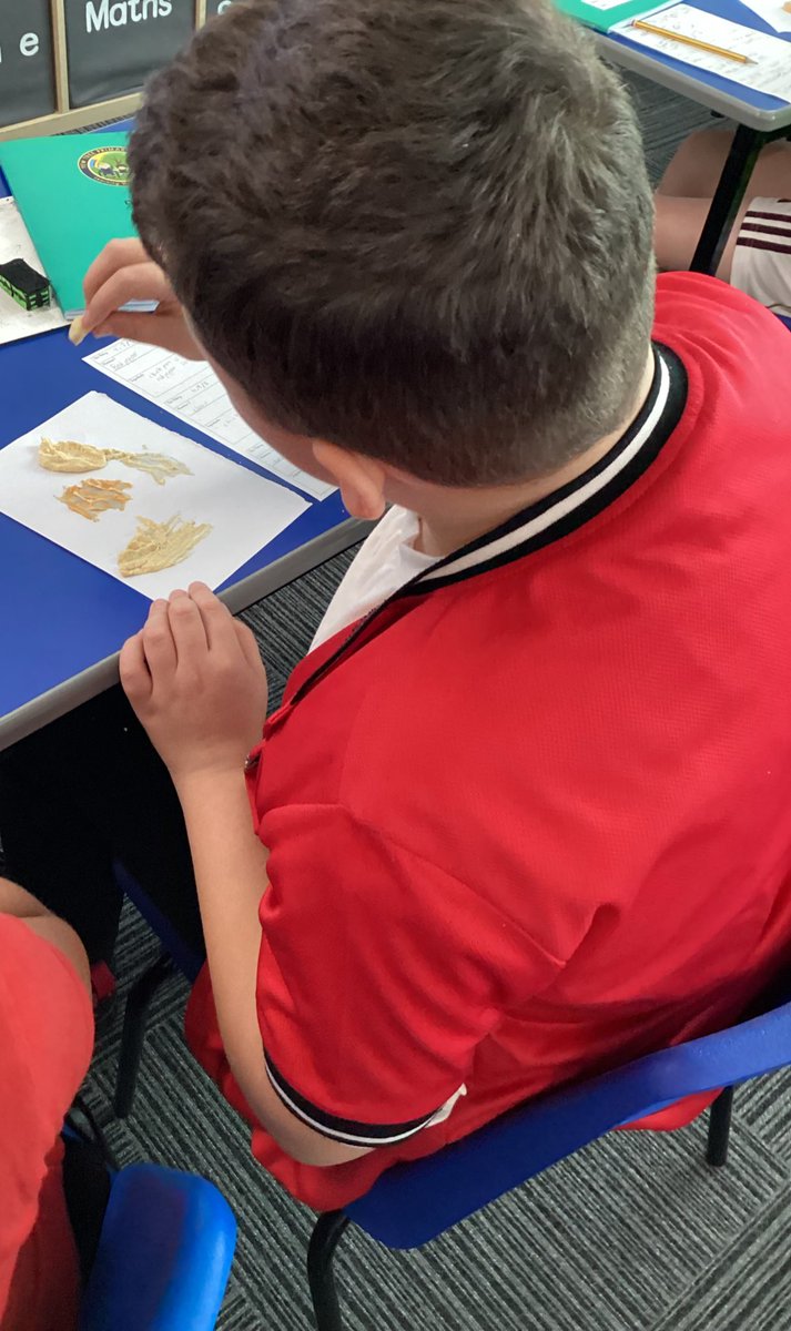 Yew Tree Primary School tweet media