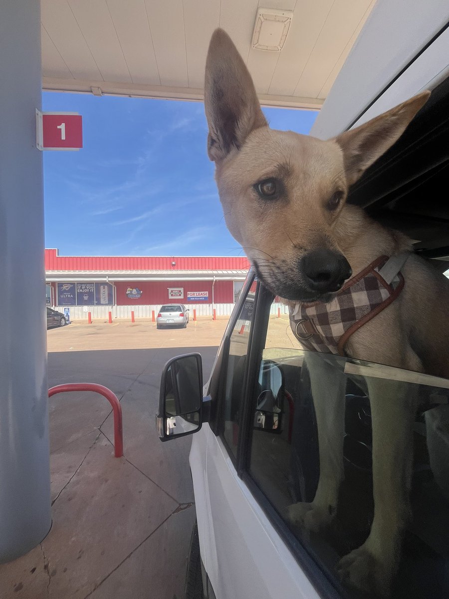 Doge Van tweet media