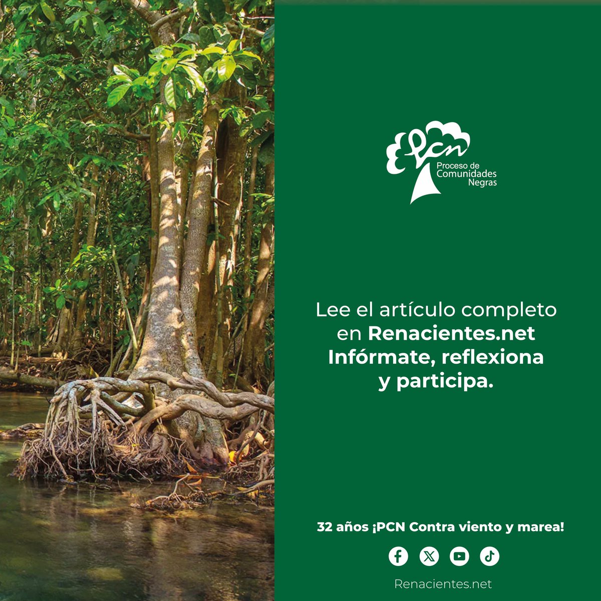 renacientes's tweet photo. ¡HITO JURÍDICO! La Corte Constitucional reconoce los manglares como propiedad colectiva del Pueblo Negro. Se ordena la titulación para el Consejo Comunitario Esfuerzo Pescador (Nariño). ✊🏾🦀
¡El manglar es territorio, no un baldío! 🌊
Detalles aquí: https://t.co/fLCSnMXk5g https://t.co/vjCNMOSvAT