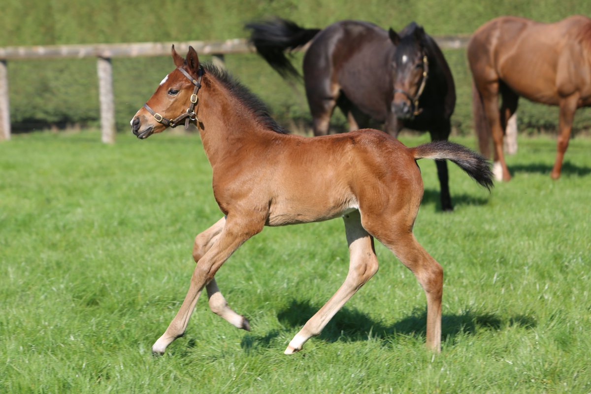 JuddmonteFarms's tweet photo. Today's #FoalFriday is a beautiful filly by FRANKEL 🙌

She is the first foal out of the Gr.2-winning, Gr.1-placed mare Matilda Picotte (Sioux Nation), who will return to Frankel this year. #FrankelWatch https://t.co/DEL2aC0HSR
