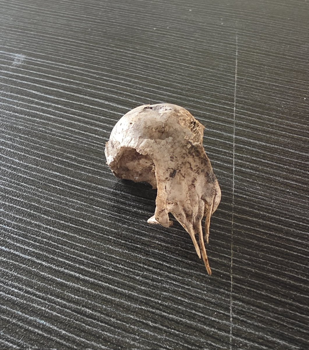 k but never kay tweet media