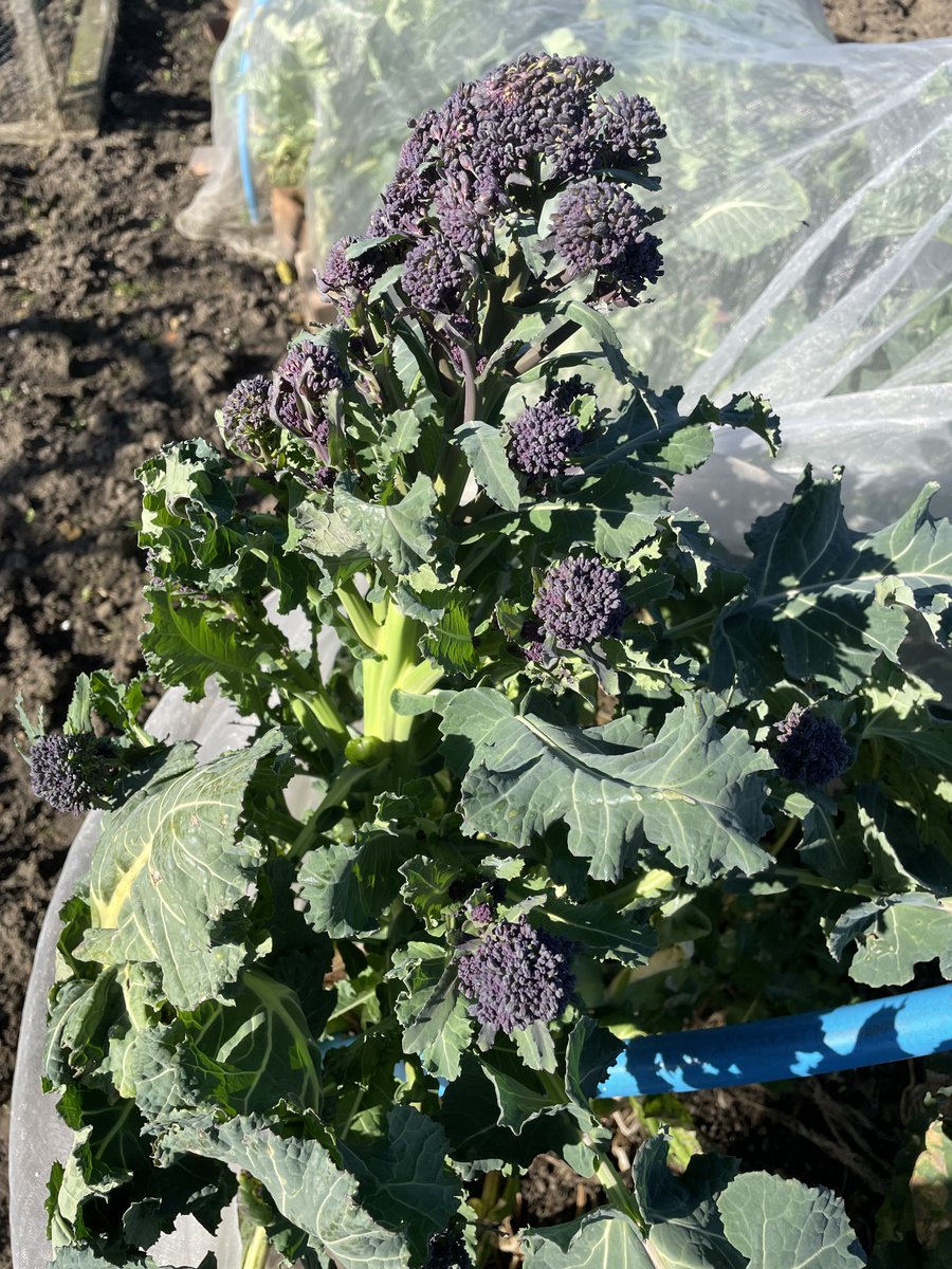 Steveredwolf's tweet image. Harvesting purple sprouting broccoli today All from 4 plants that have stood all winter on my #allotment Yummy healthy organic with no air miles or chemicals