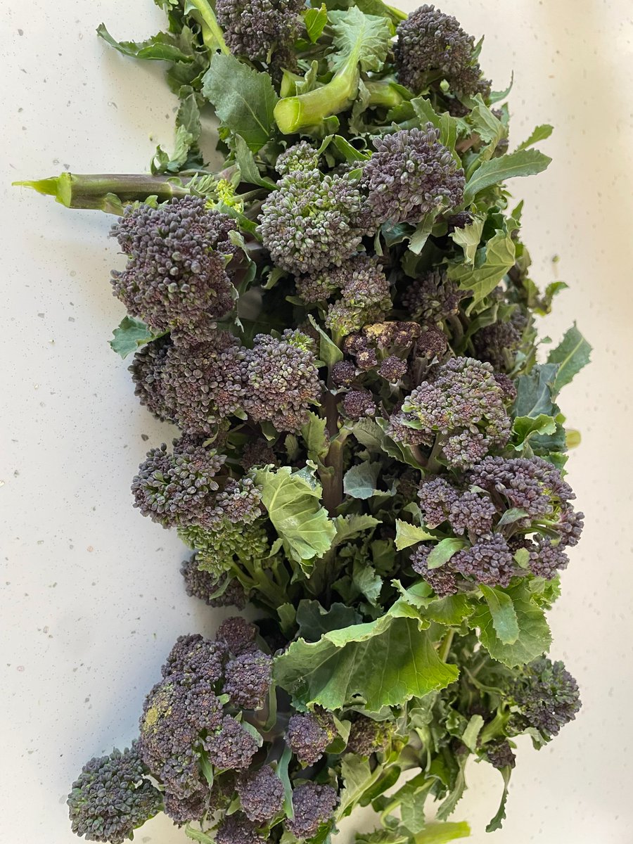 Steveredwolf's tweet image. Harvesting purple sprouting broccoli today All from 4 plants that have stood all winter on my #allotment Yummy healthy organic with no air miles or chemicals