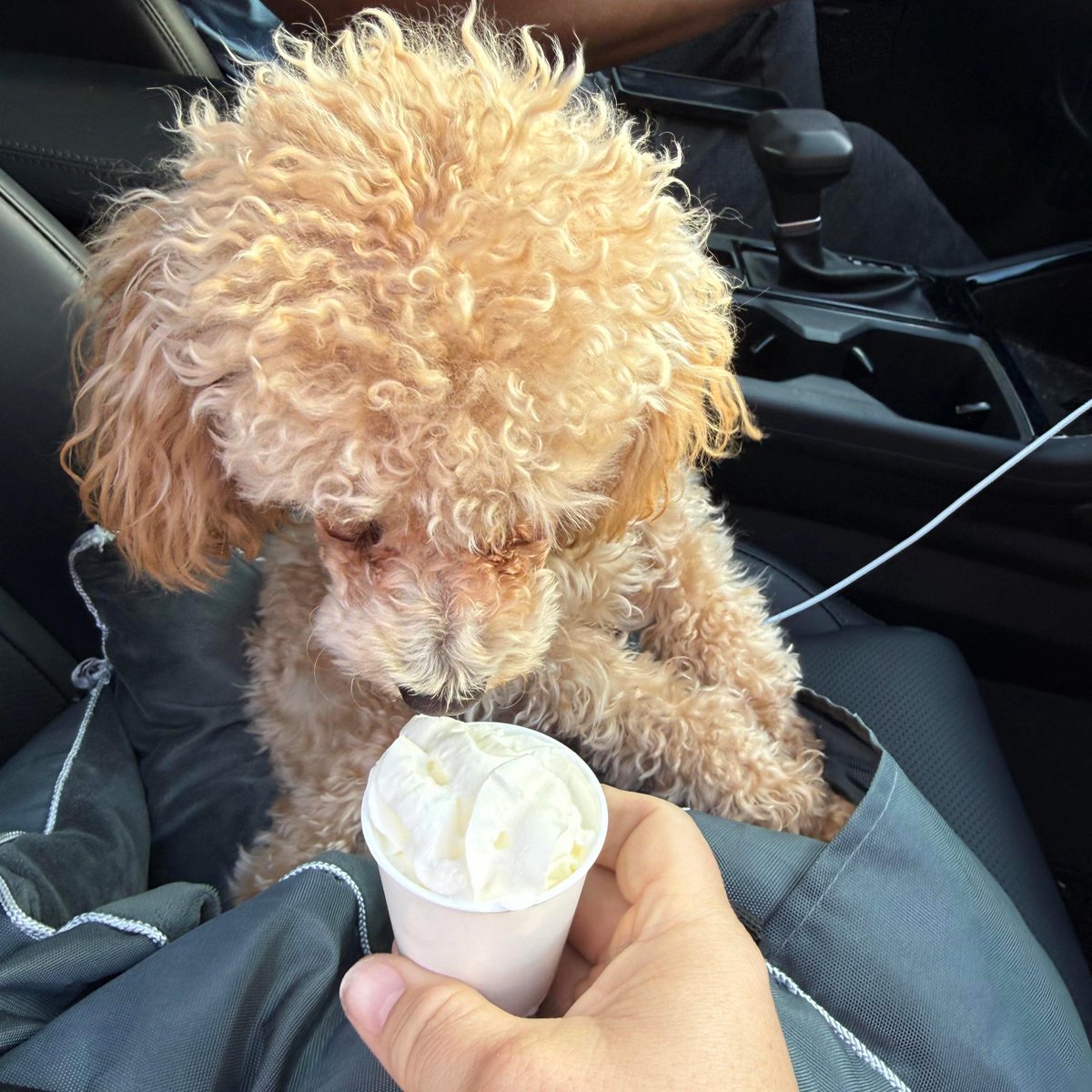 Splendora ISD tweet media