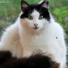 dévôir🥖 tweet media