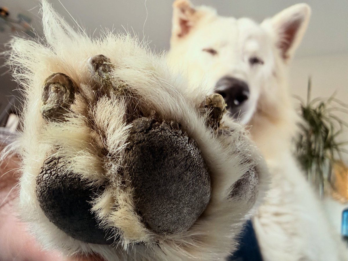 🎯Viser la Lune🍑 tweet media