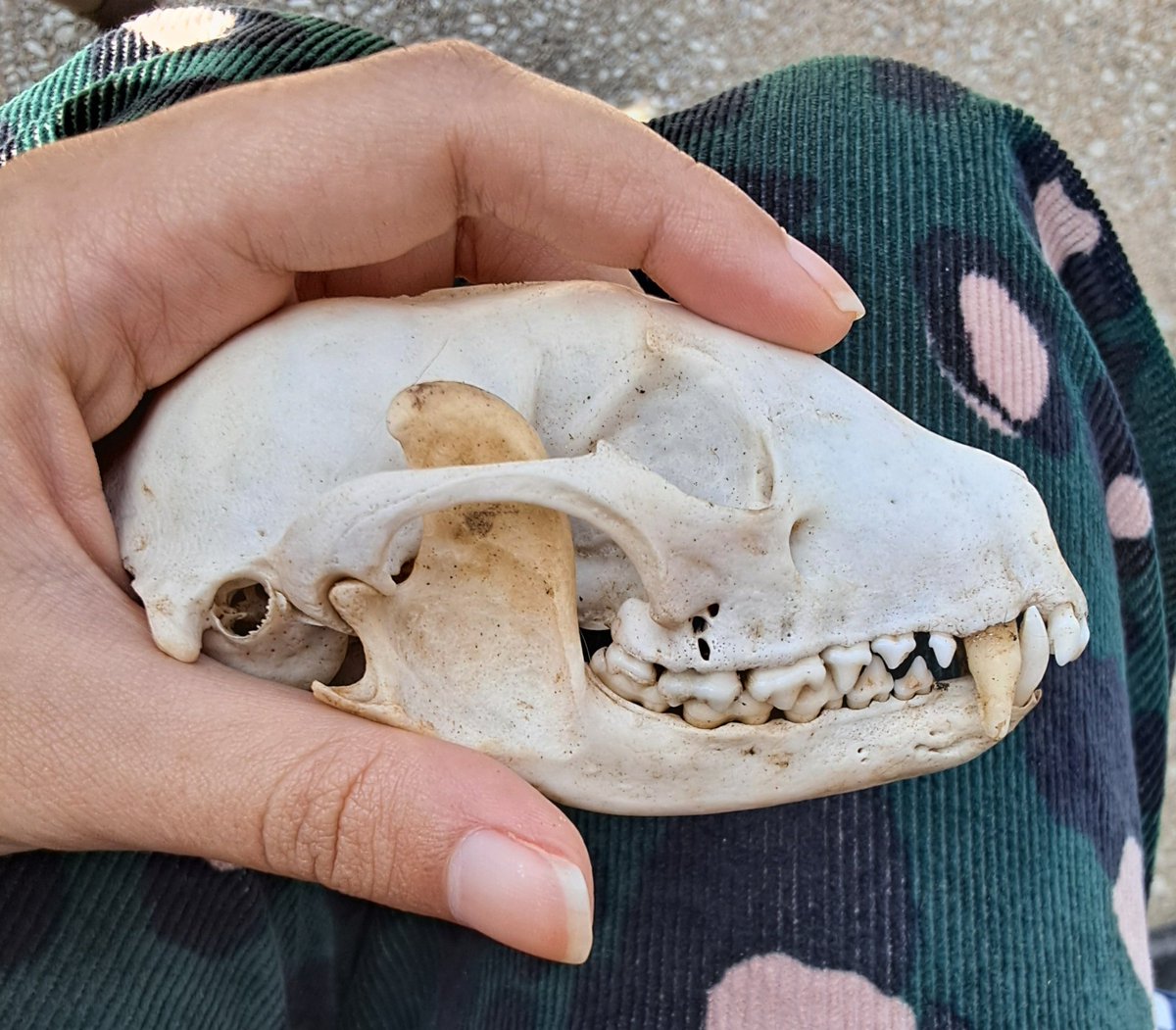 insane and evil individual tweet media