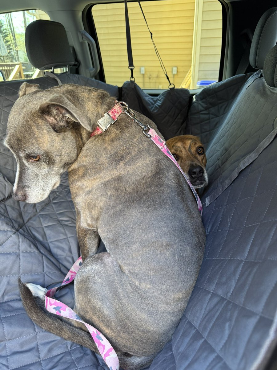 Woeful Bill, Not Bitter Pinewood Derby Loser,WebMD tweet media