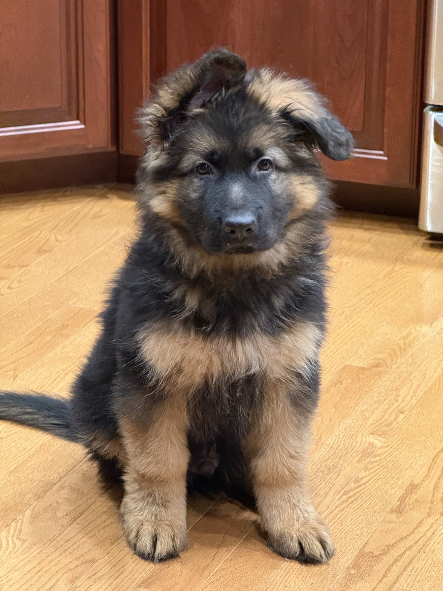 Bill Shepherd... tweet media