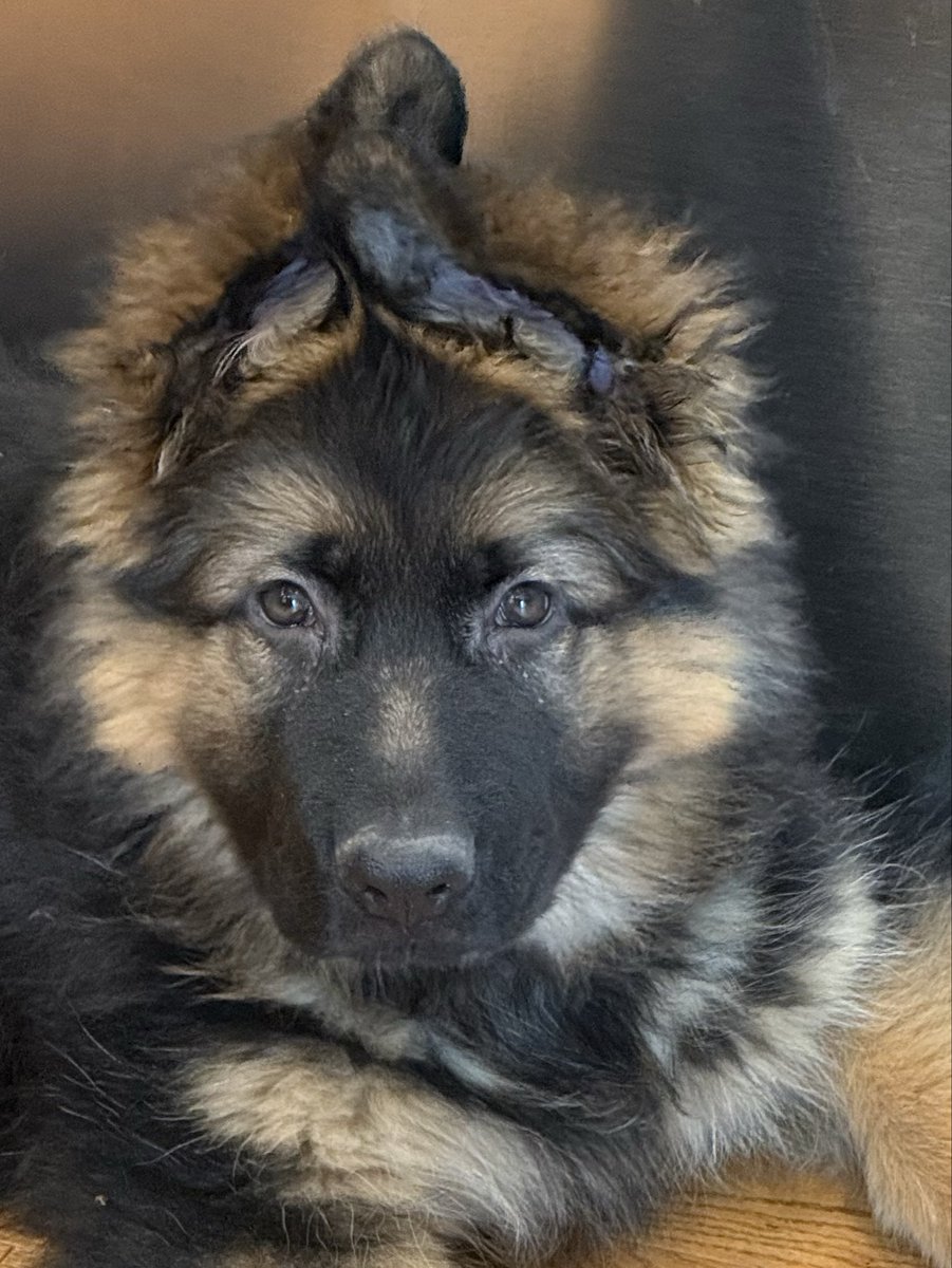 Bill Shepherd... tweet media