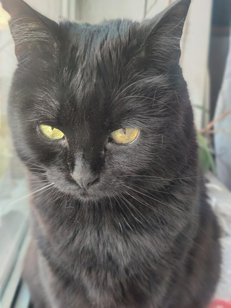 kottigel 🇺🇦 tweet media