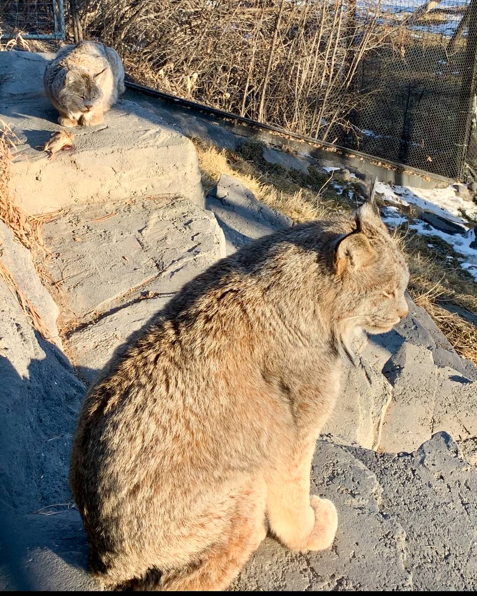 Calgary Zoo tweet media