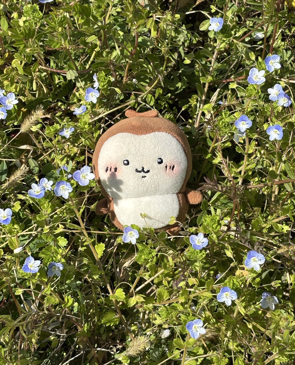 カブちゃといっしょ tweet media