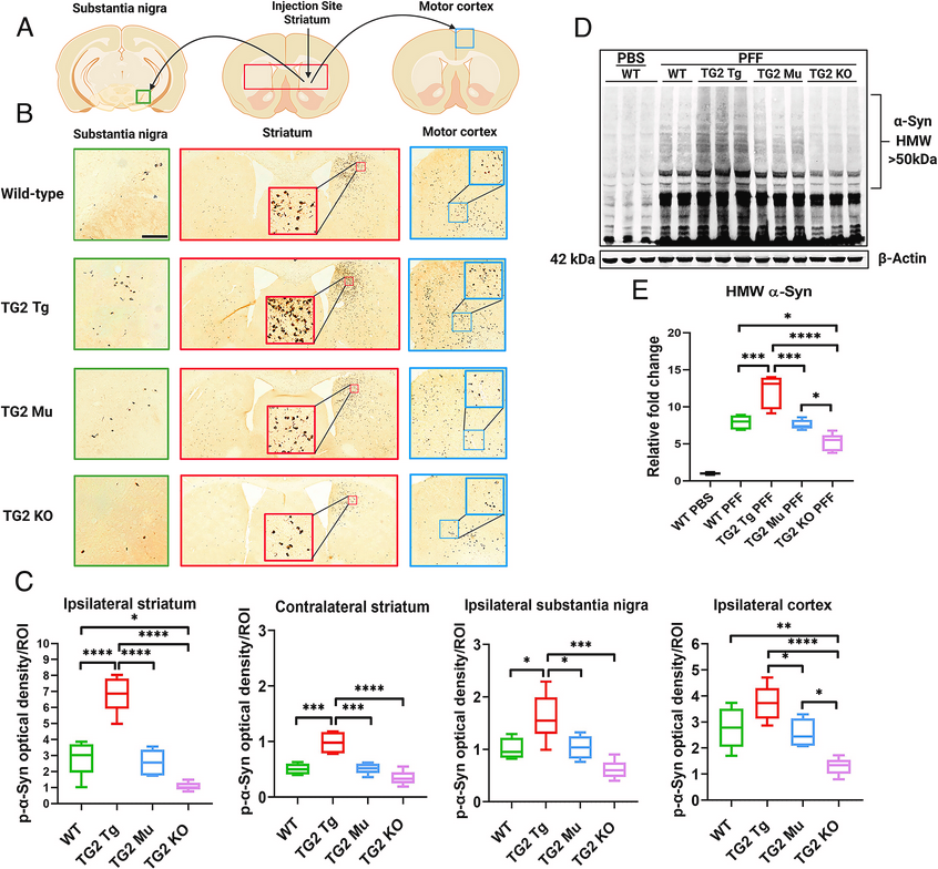 The Science of Parkinson's tweet media