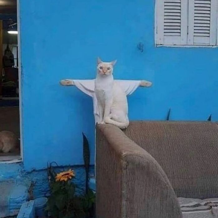 Posts Of Kittens🐾 tweet media