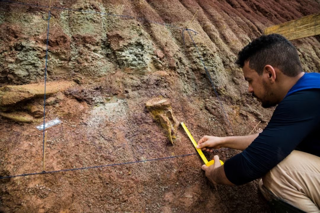 PaleontologieFr's tweet image. ⛏️
Découverte de grands #fossiles de #dinosaures 🦕dans le Nord du Brésil ! 🇧🇷
La forte parenté avec un genre espagnol renforce l’hypothèse de voies terrestres reliant l’Amérique du Sud, l’Europe et l’Afrique il y a ~120 Ma.

(🇬🇧reuters.com/science/dinosa…)

sana.sy/fr/breaking-ne…