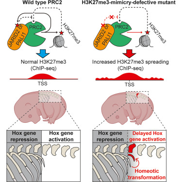 Molecular Cell tweet media