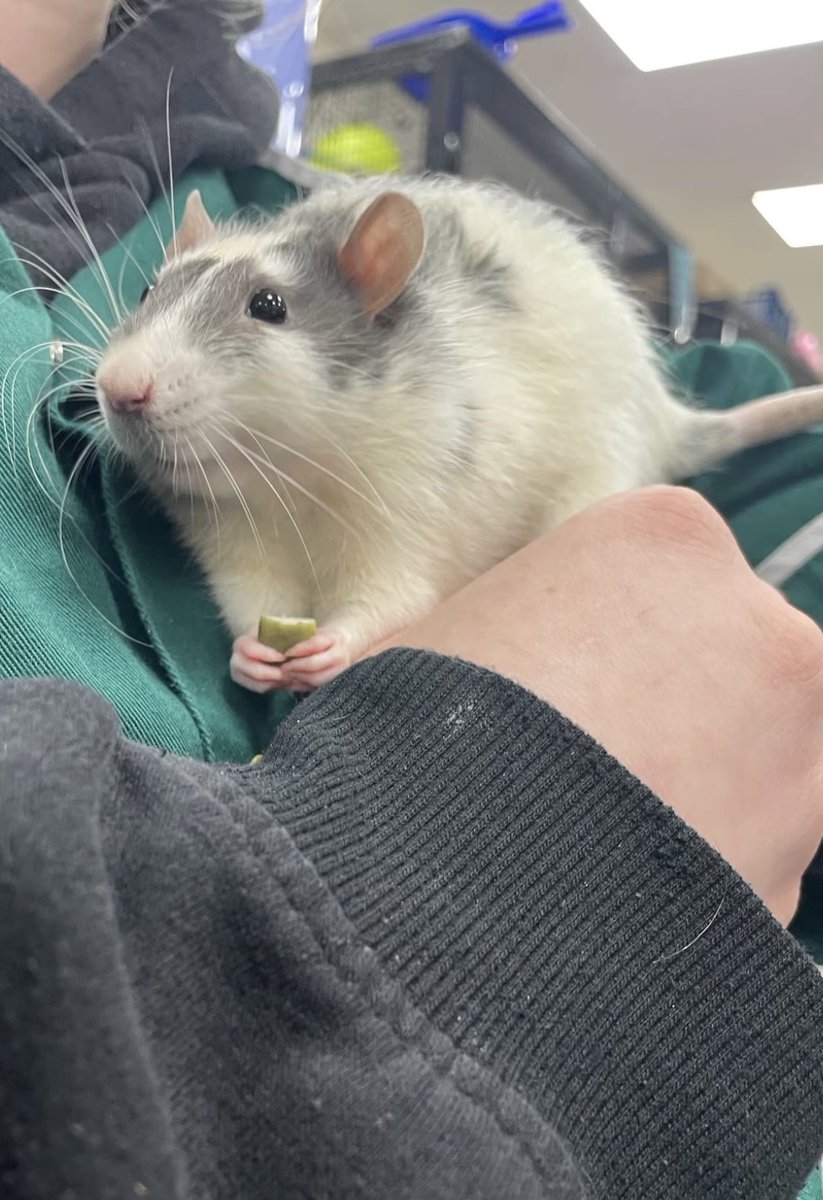 nicola h tweet media