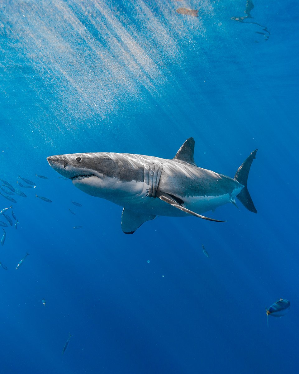GeorgeProbst's tweet photo. It's Doug here to make your Friday better.

Doug is a 13' (4m) male great white shark who was first documented at Guadalupe in 2014. He gained infamy in 2015 after showing up bloated to a cartoonish level from eating a large meal, but he normally looks like he does in this photo. https://t.co/51gA2Dh4NI