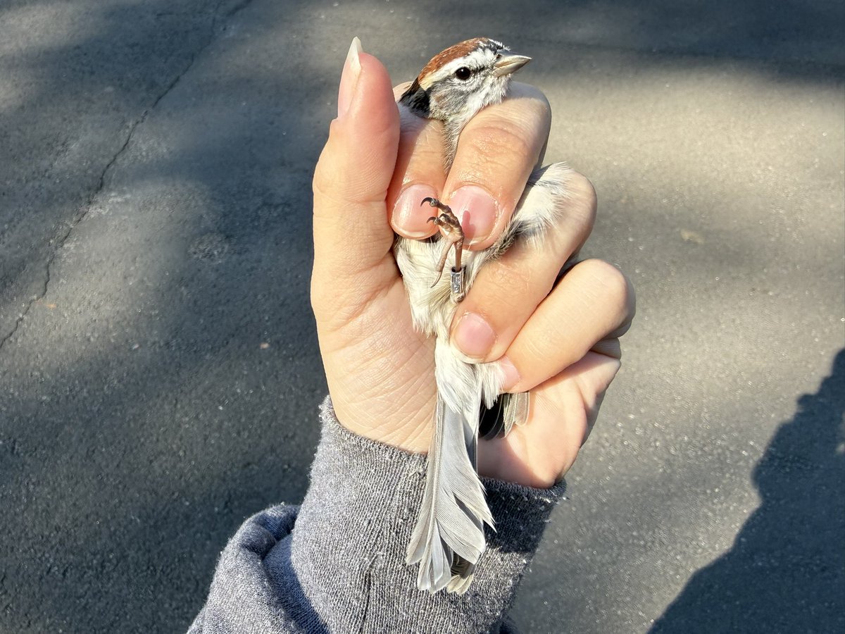 fairieteeth's tweet photo. happy world sparrow day! here’s a white-throated sparrow and chipping sparrow we banded today :) https://t.co/w4EYqYQpJ6