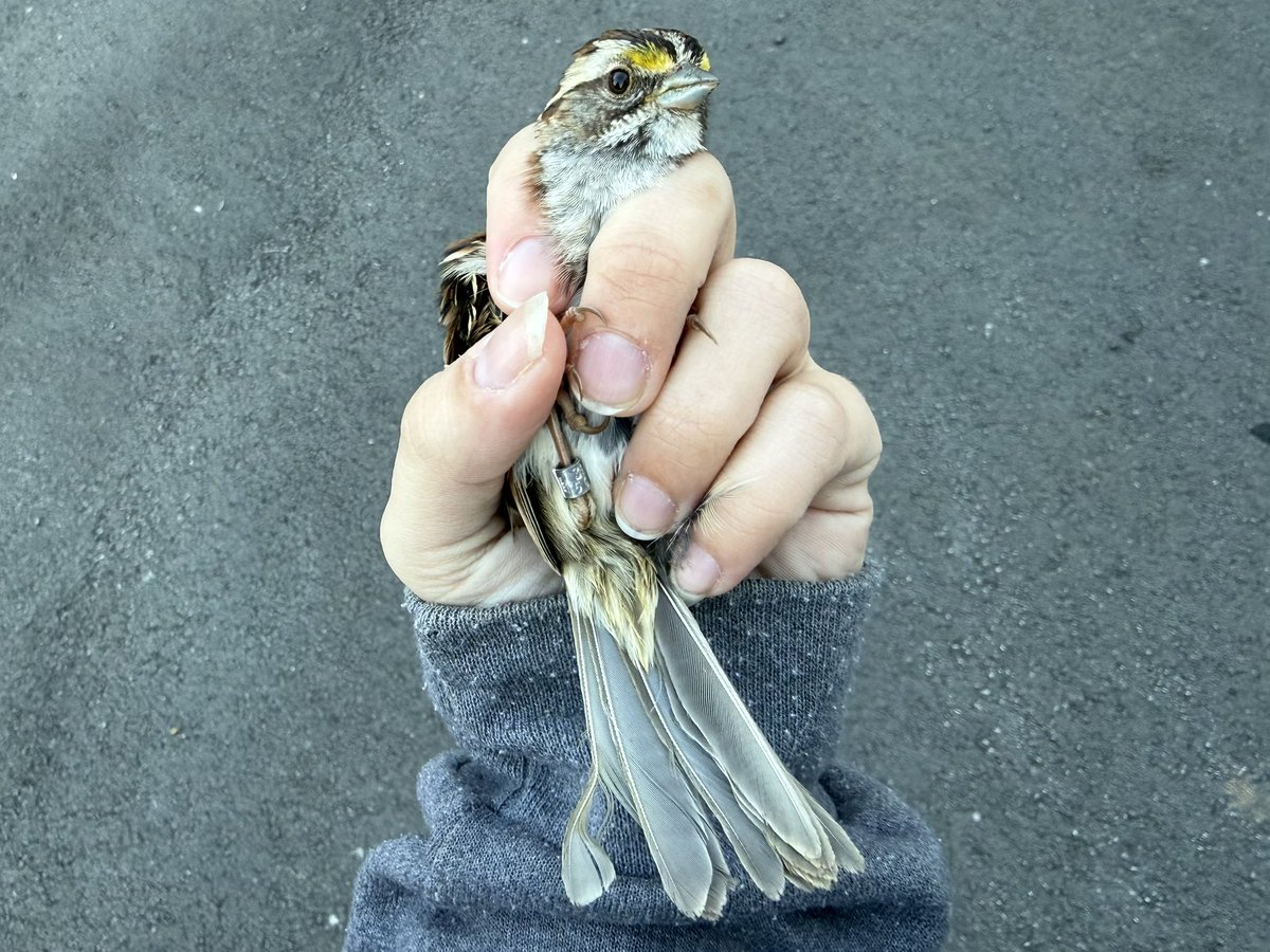 fairieteeth's tweet photo. happy world sparrow day! here’s a white-throated sparrow and chipping sparrow we banded today :) https://t.co/w4EYqYQpJ6