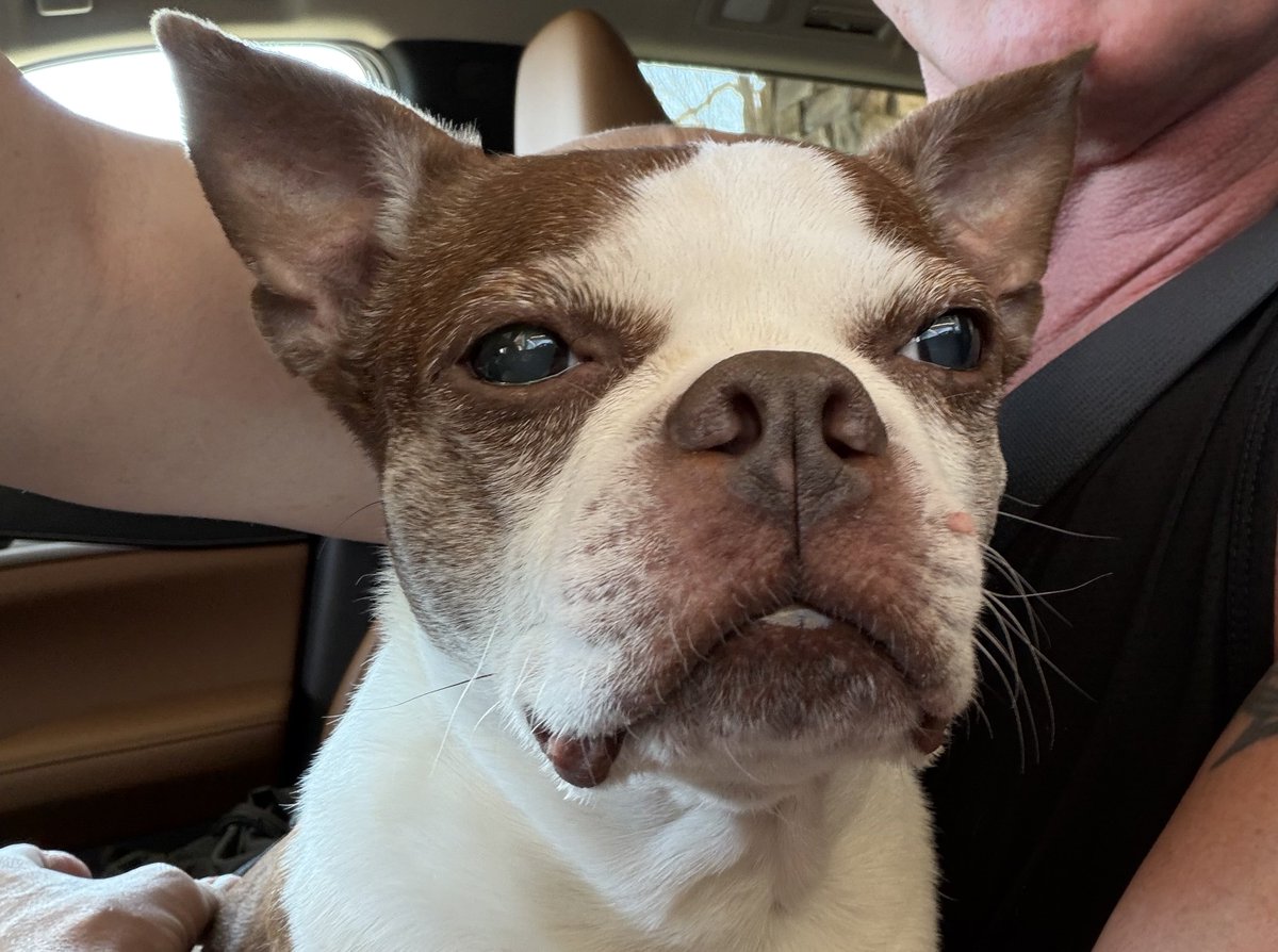 @Tochinoshin33 愛は征服する tweet media