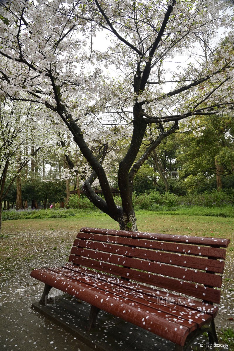 mfbarbieee's tweet image. " Spring Clean-Up at Maple Community Park! Sat, 10AM-12PM | Bring gloves + water. Let’s spruce up our green space together!  #MapleCommunity #SpringVibes"