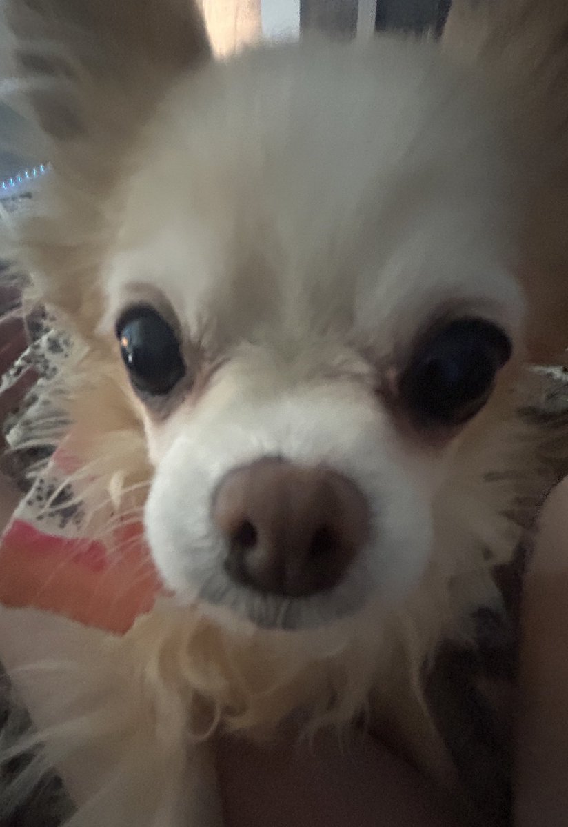 𐔌 strawbz .ᐟ 🍓🍃 【 VRAWR 】₊ ꒱ tweet media