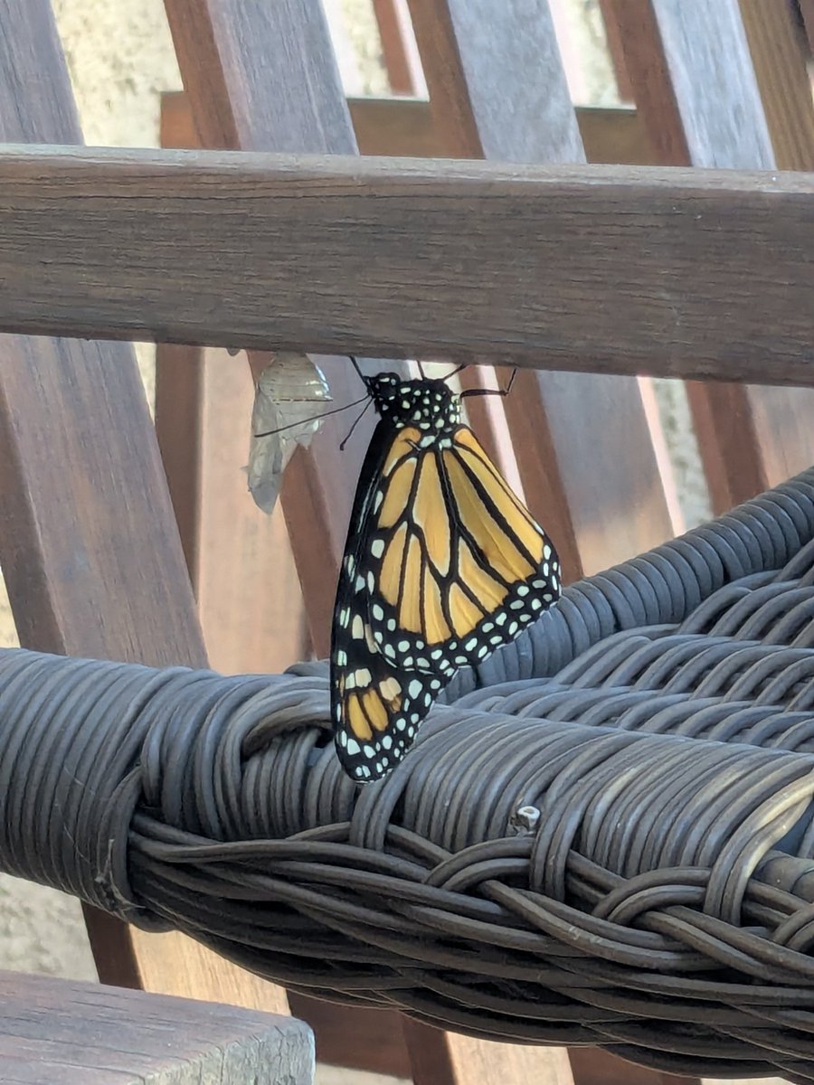 Lovey Dovey || 3/5 Cømms Open tweet media