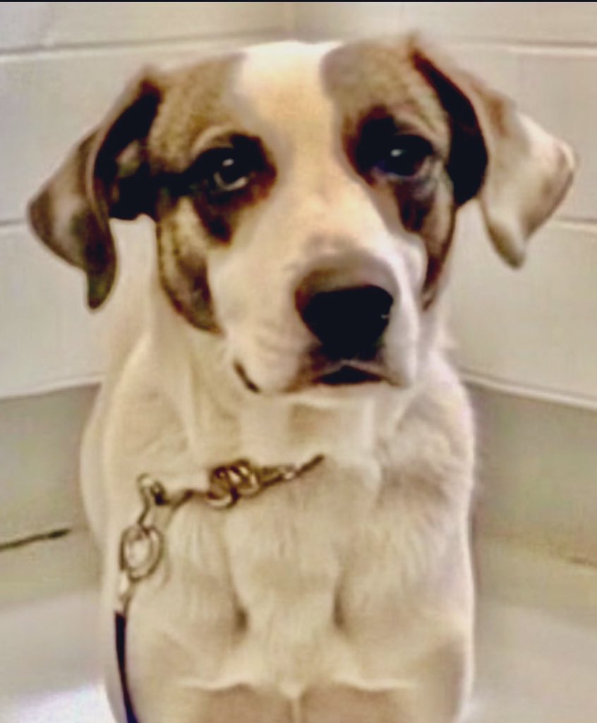 Save America🐺💔 🇺🇸 💪🦅⌛️🙏 Save America tweet media