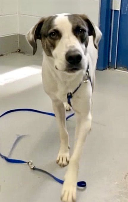 Save America🐺💔 🇺🇸 💪🦅⌛️🙏 Save America tweet media