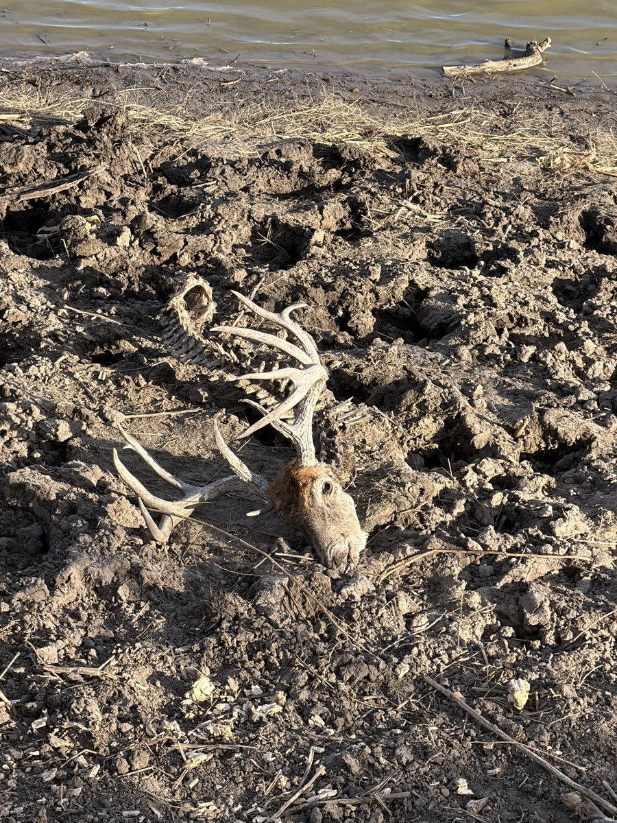 Curtis Stallbaumer tweet media