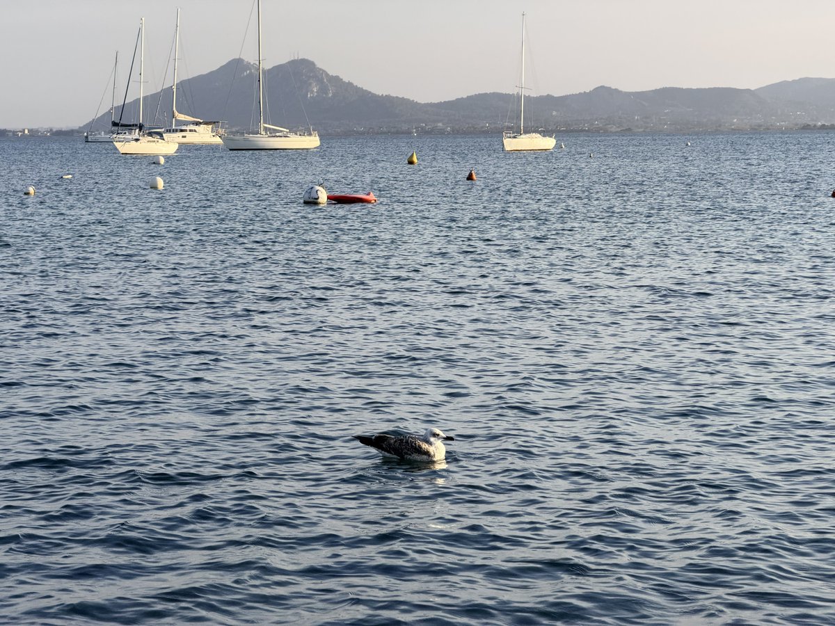 🇺🇦 берлінаускас tweet media