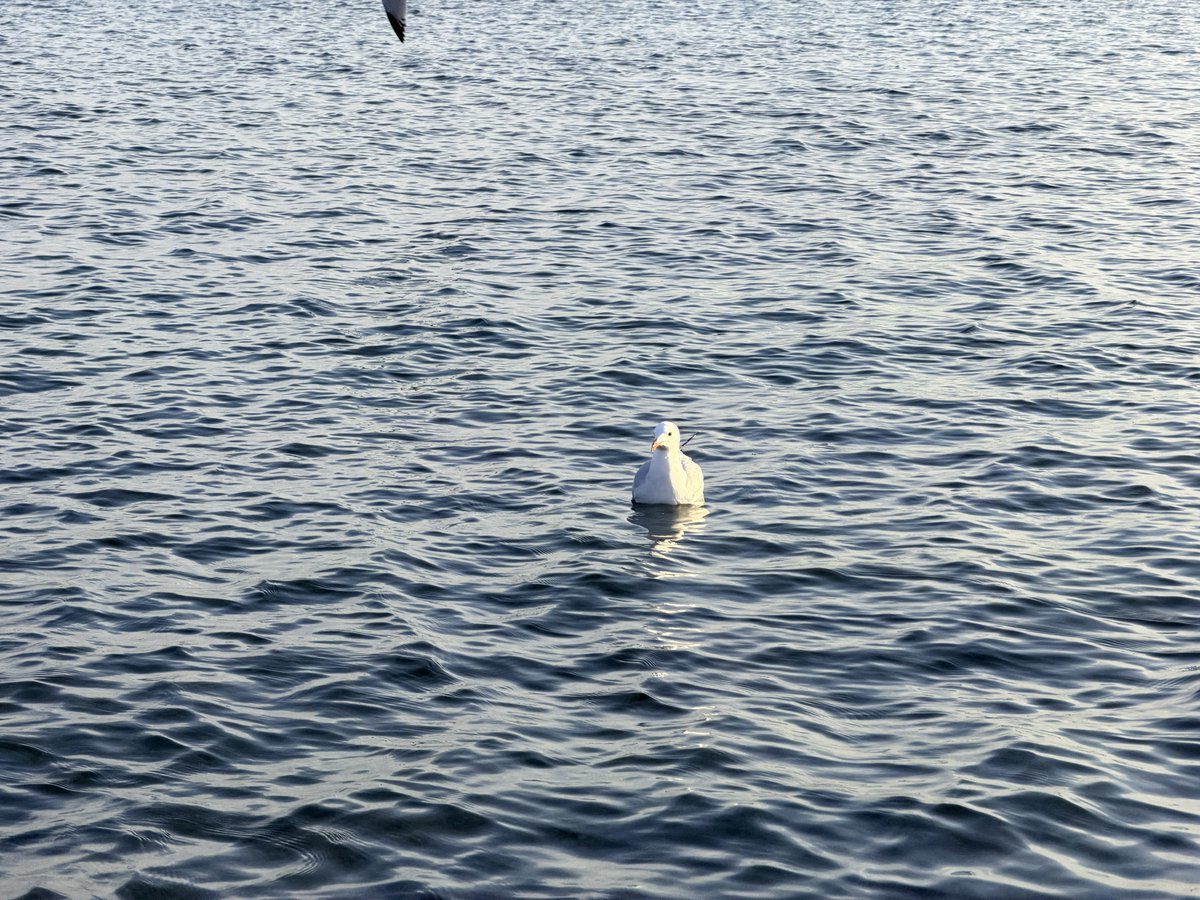 🇺🇦 берлінаускас tweet media