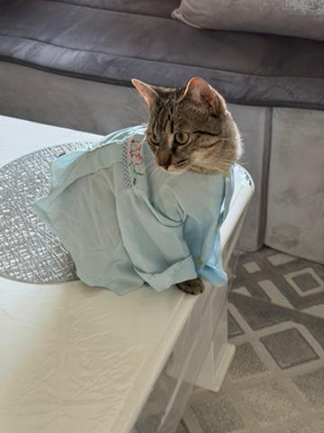 🐱🌙 tweet media