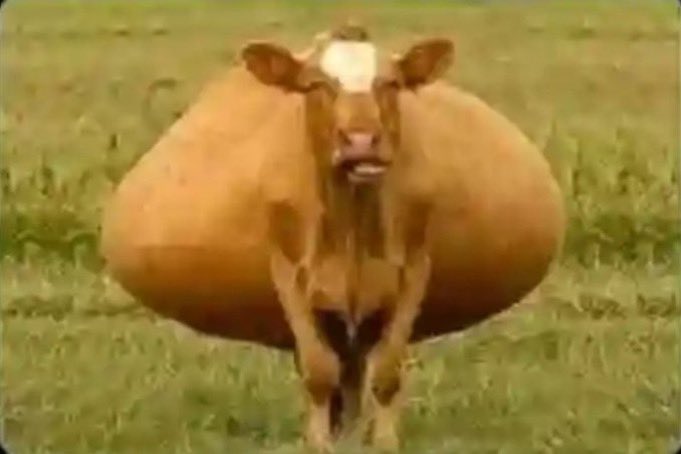 Muslim right now…😭😭😹