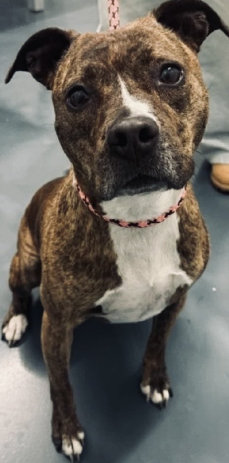 Moishe's Mom tweet media