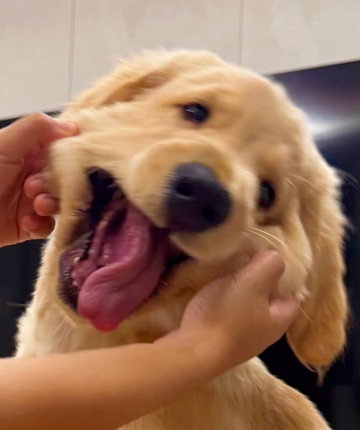 Dogs all the way tweet media