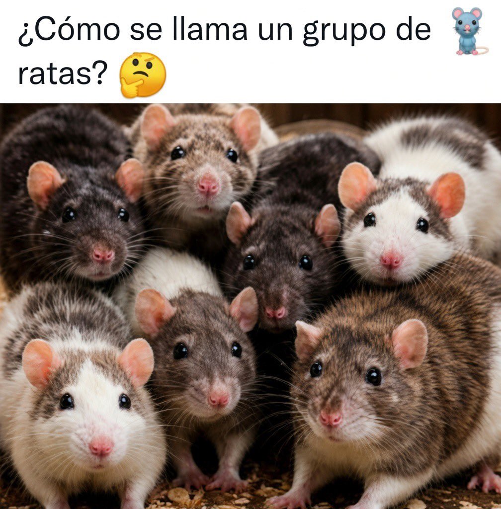 Isa Ricci tweet media