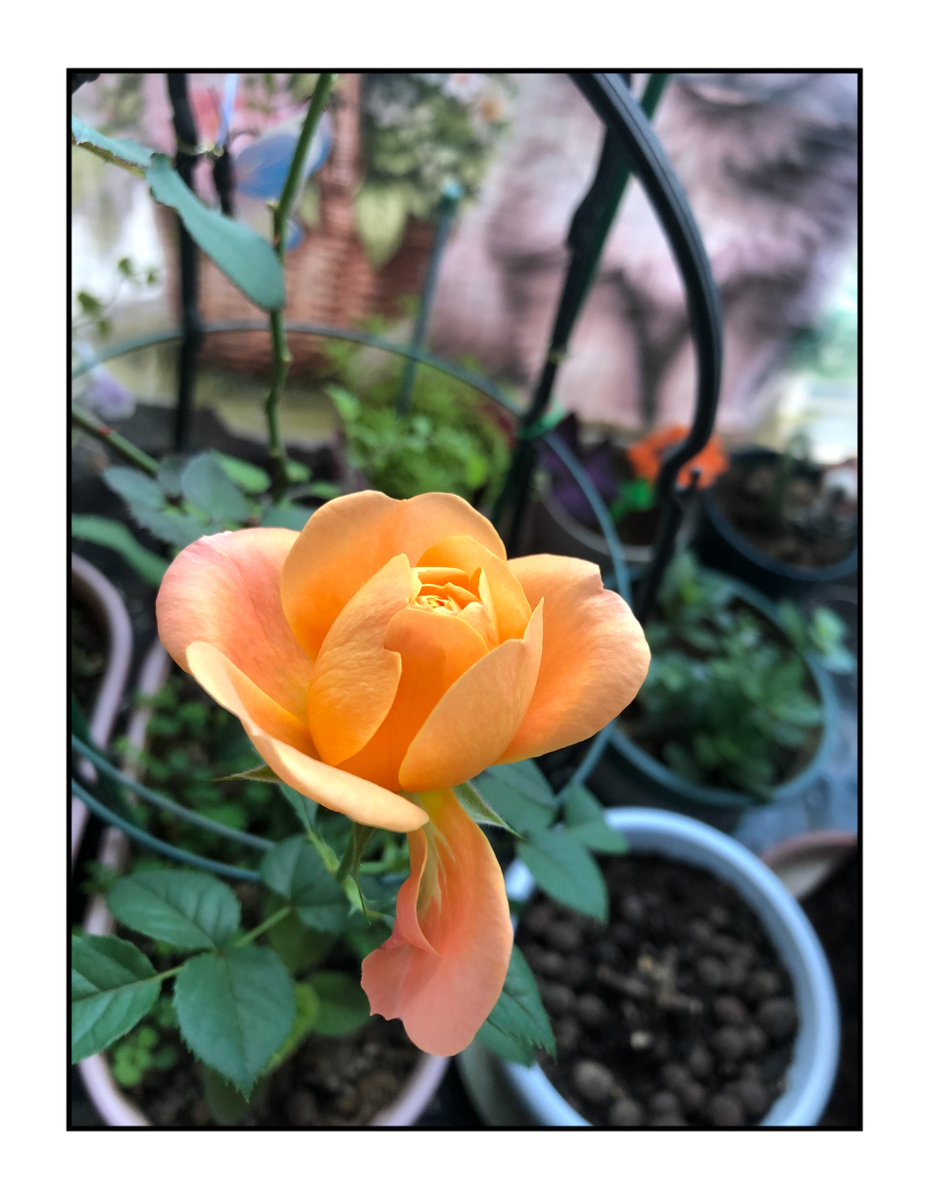 TyMesha Funches tweet media