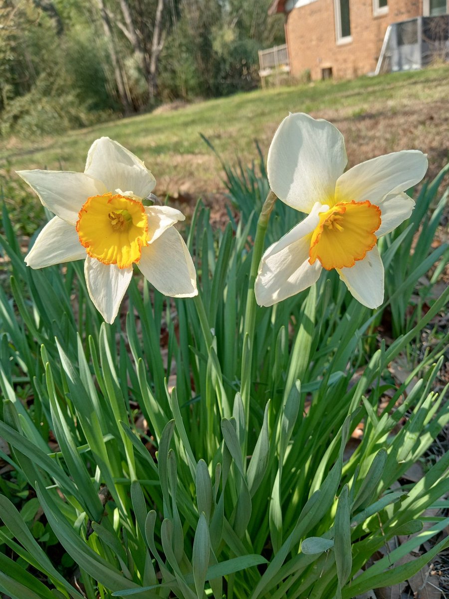violet_owens's tweet photo. #firstdayofspring2026 🌱🌸🌷🌼 https://t.co/5WHGmSgLUN