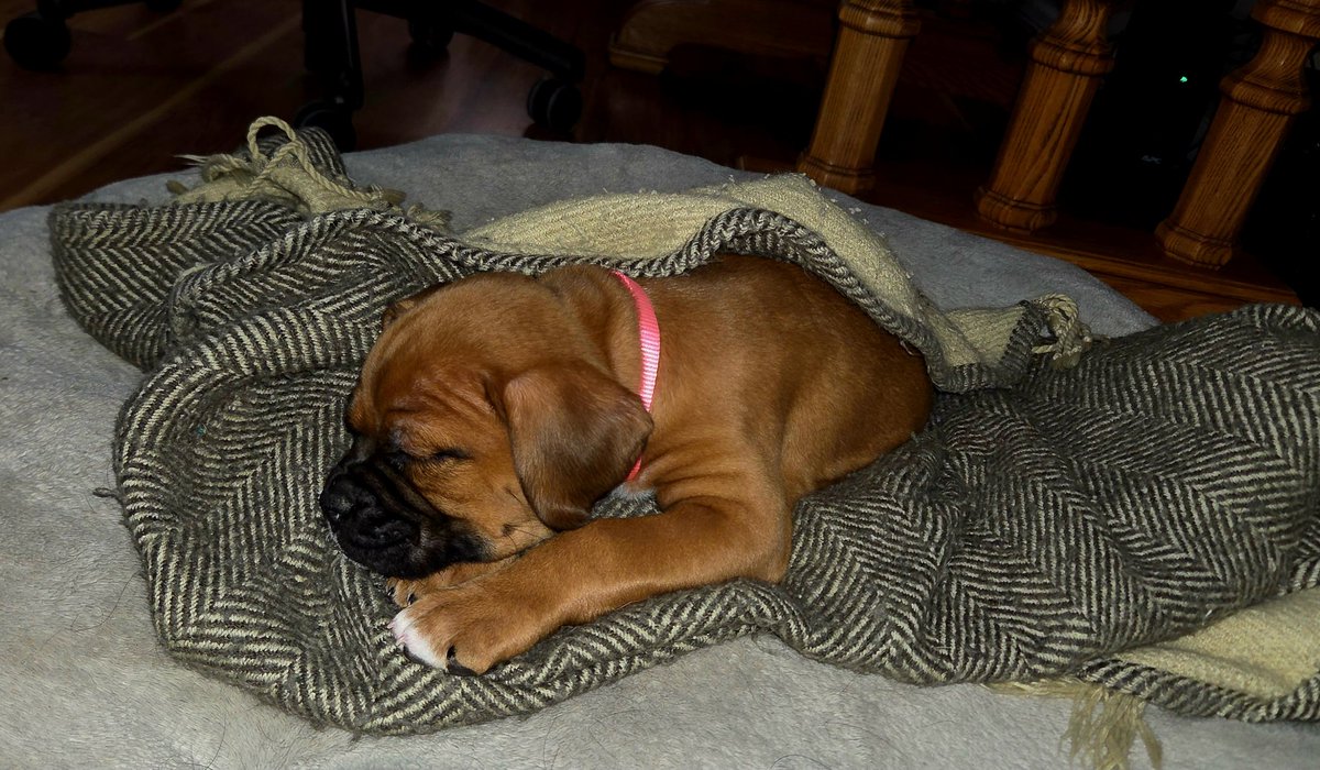 SteelToeStats tweet media