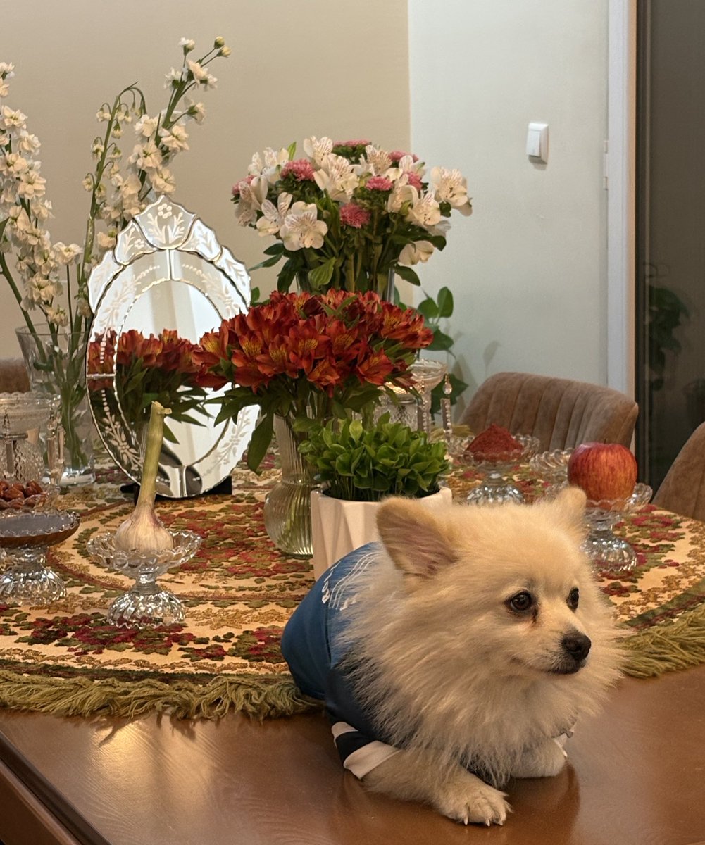 بنده و سین هشتم سفره‌مون (سگِ خر) سال خوبی رو برای همه آرزو می‌کنیم 🥳🪻