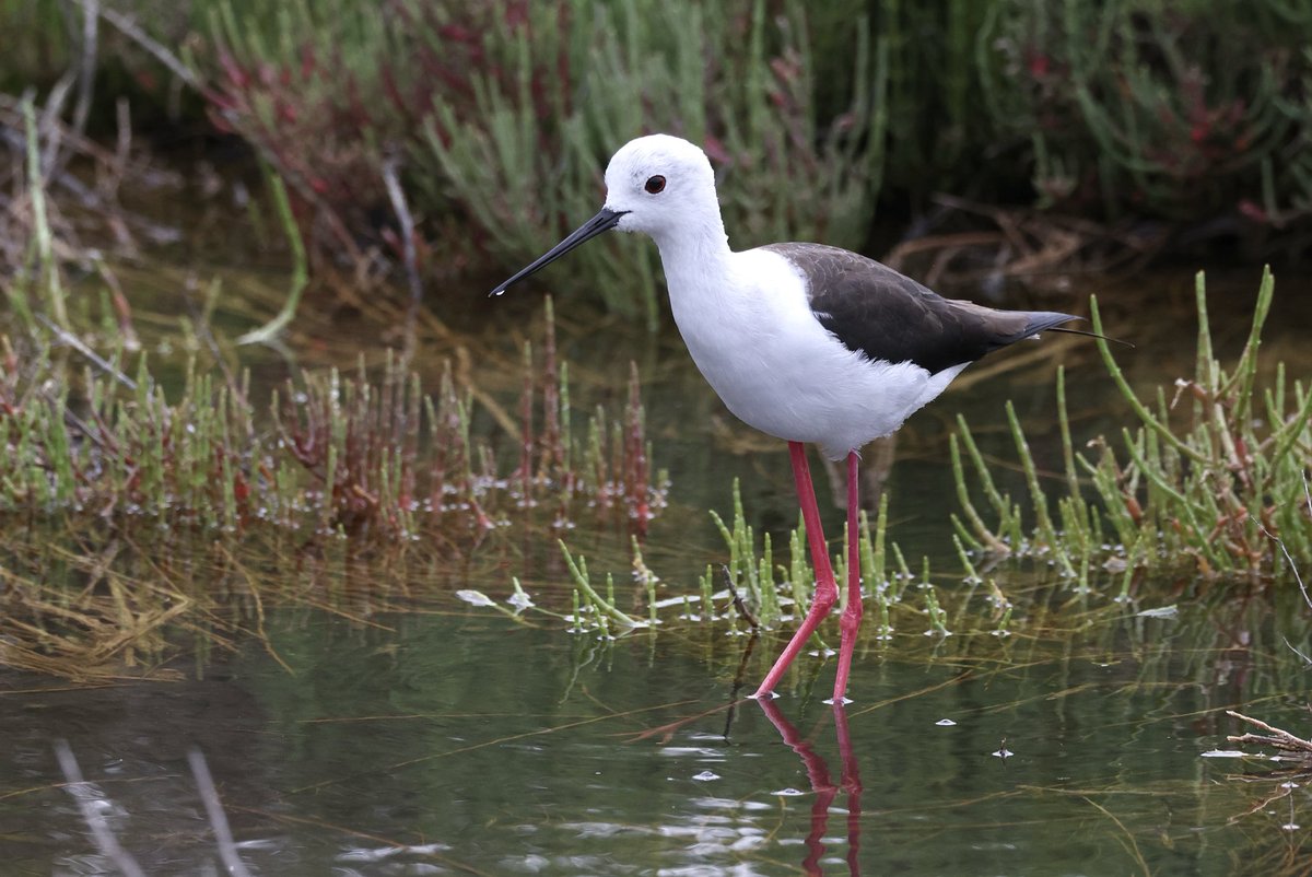 Mark Jarrett 🏴󠁧󠁢󠁥󠁮󠁧󠁿🏴󠁧󠁢󠁳󠁣󠁴󠁿🇮🇪 tweet media