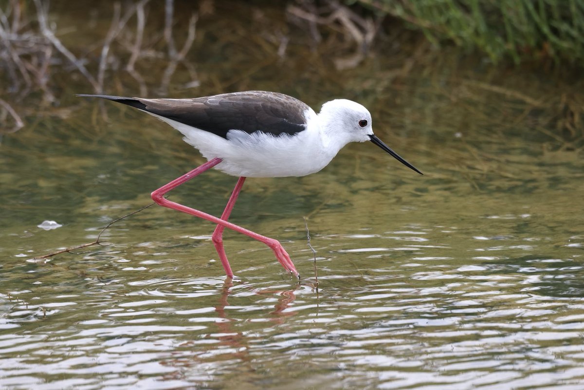 Mark Jarrett 🏴󠁧󠁢󠁥󠁮󠁧󠁿🏴󠁧󠁢󠁳󠁣󠁴󠁿🇮🇪 tweet media