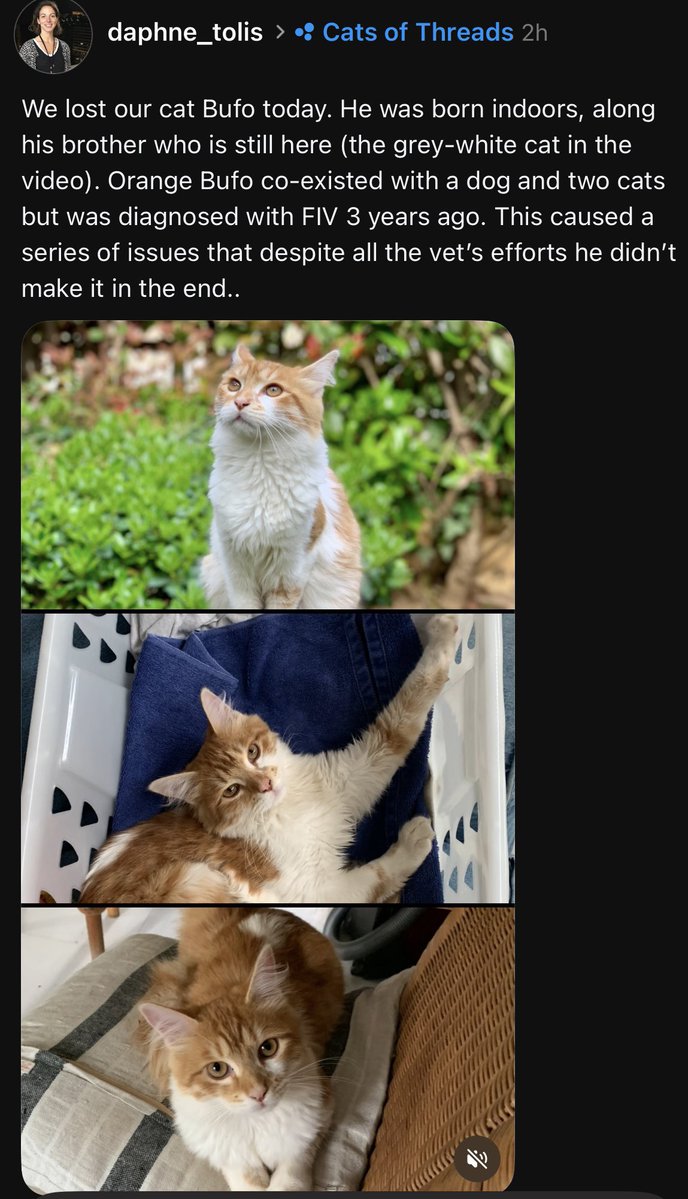 Daphne Tolis tweet media