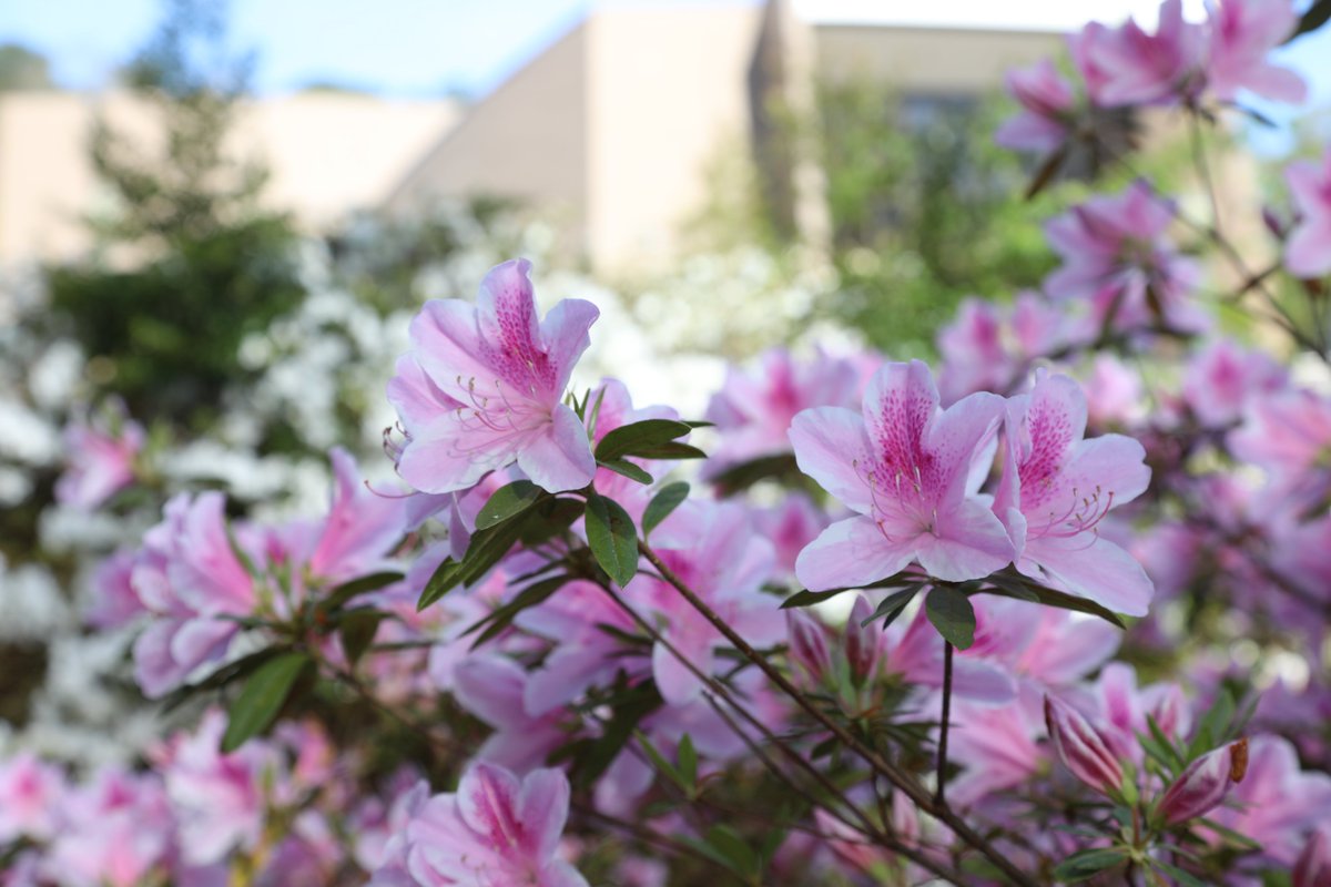 LaGrange  College tweet media